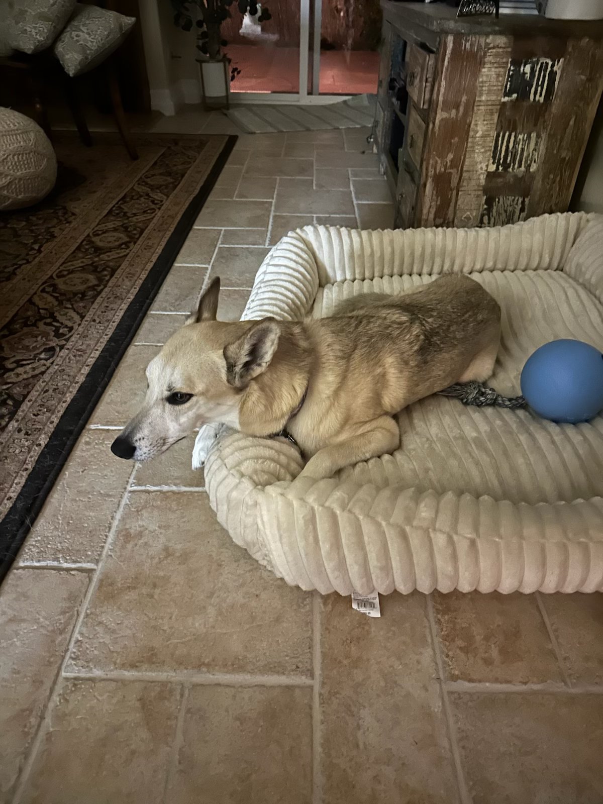 Sweet client dog resting