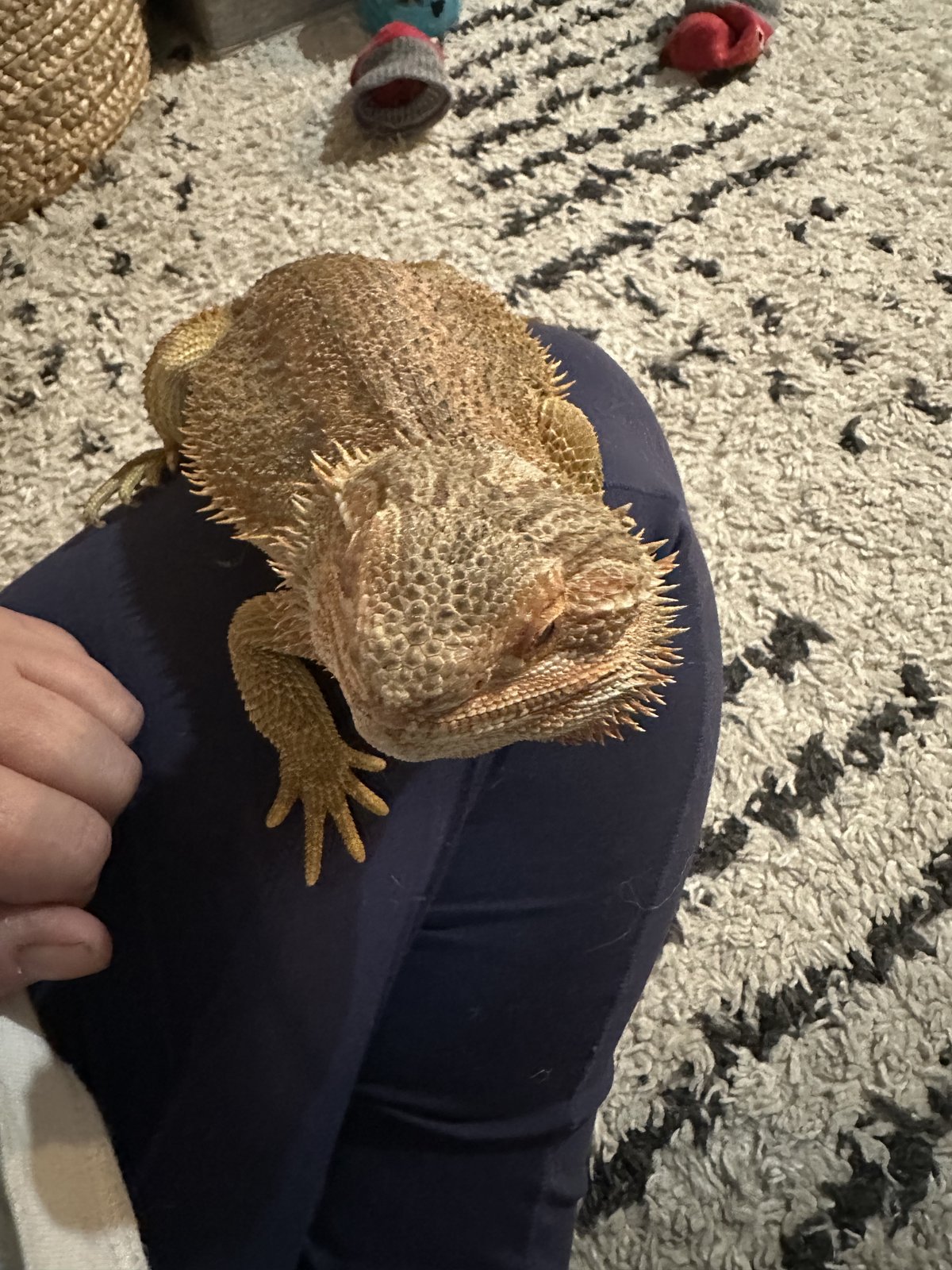 Bearded dragon