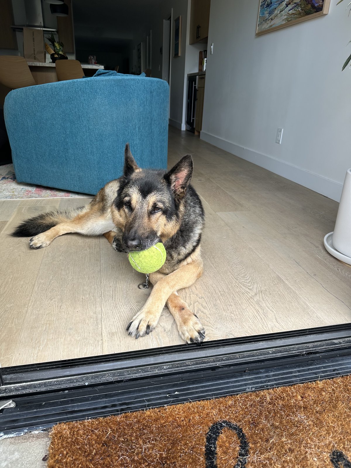 Shepherd playing with tennis ball
