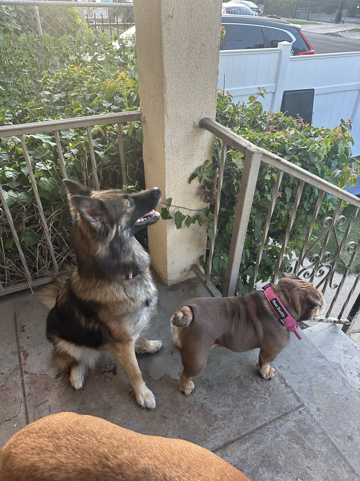 Shepherd and bulldog buddies