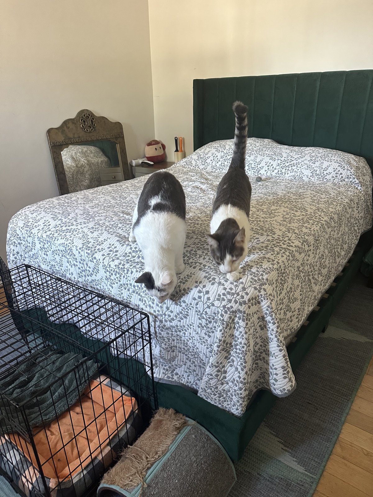 Cats I've cared for